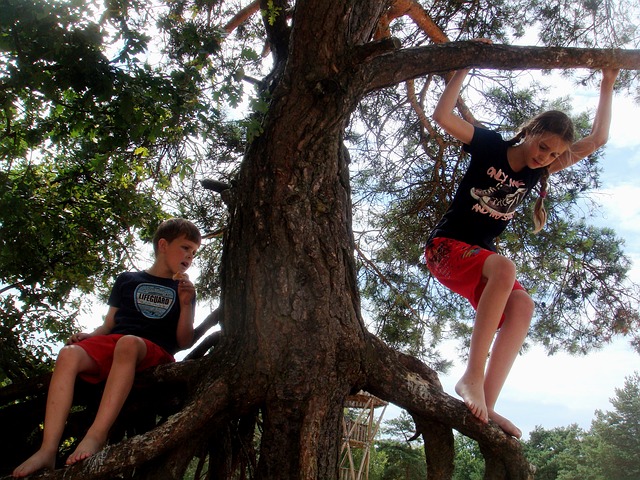 děti, lezení, strom